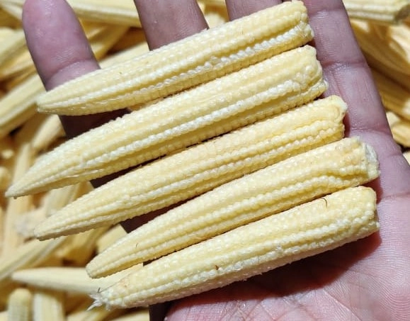 Baby corn image